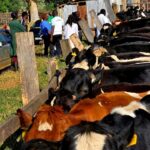 South Africa: One Million Vaccine Doses En Route As Foot-and-Mouth Disease Fight Intensifies