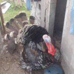 Finding Opportunity in Adversity: Zimbabwe’s Communities Thrive through Small-Scale Farming and Entrepreneurship 