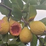Turning Limpopo’s “Pink Gold” into Jobs: The Guava Revolution