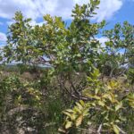 “Beyond Trees: Rethinking Food Systems, Finance, and Justice This Earth Day”