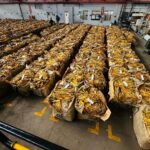 Zimbabwe Tobacco Sales Rise 35% But Prices Fall Sharply