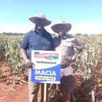 Sorghum farming boosted in Seke