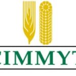 Former CIMMYT Zimbabwe Workers Appeal To President Over Alleged Labour Abuses