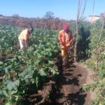 Tabudirira Prison Revives Vegetable Gardens To Improve Inmate Food Security