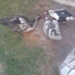 DUCKS GAVE PRIVILEGE HER PRIDE BACK. NOW SHE WANTS TO PASS IT FORWARD