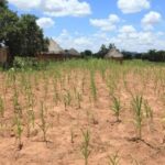 Zimbabwe braces for hotter, drier 2026/27 summer