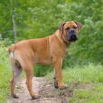 Enforcement Gap Is Costing  Lives — Dogs Are  Killing Our Children In Harare
