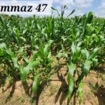 TAAT, AFSTA Bring Africa’s Seed Industry Together to Accelerate Crop Innovation and Food Security