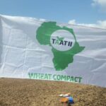 From Rice to Wheat: Sierra Leone Breaks New Ground as TAAT and Partners Launch Historic Wheat Demonstration